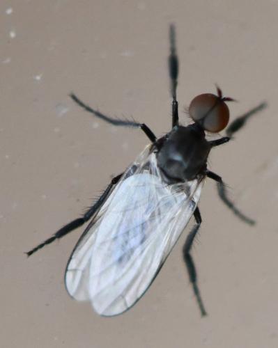 Empis chioptera